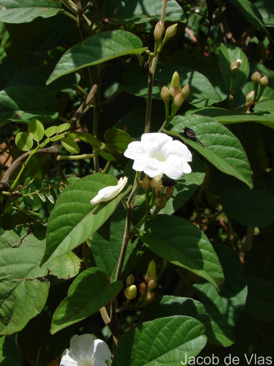 Camonea pilosa (Houtt.) A.R.Simões & Staples s.l.